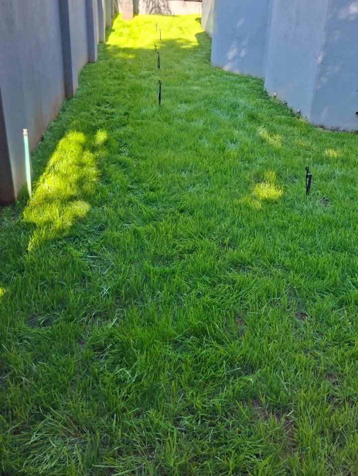 Lawn planting project